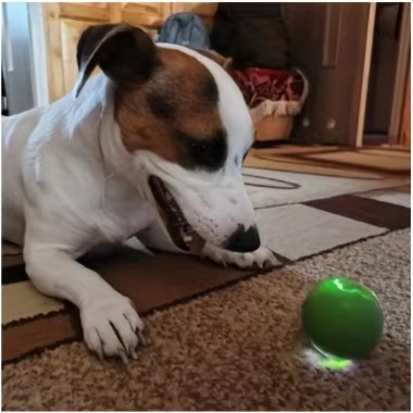 Get Ready for Disco Time – The Bouncing & Rolling Interactive Ball Pet Toy with RGB Lights!