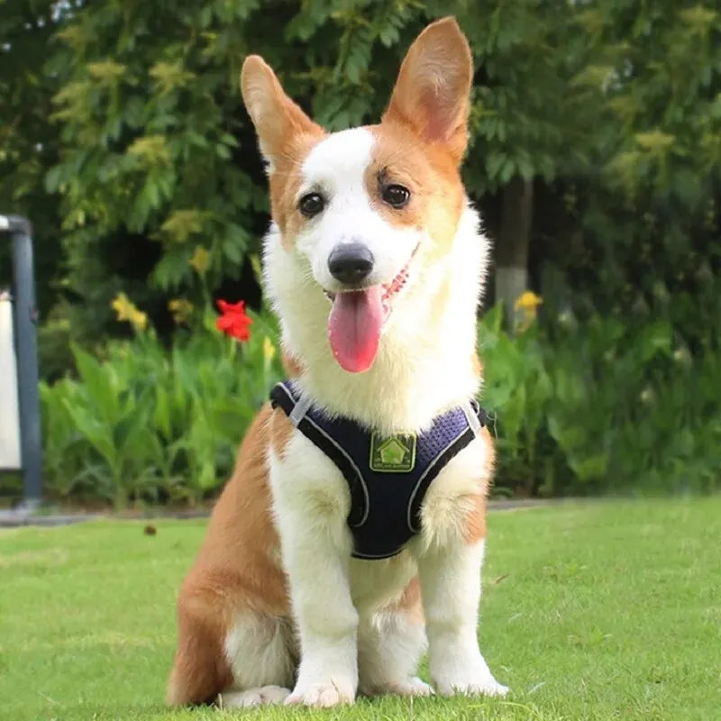 Reflective Cat Harness & Leash Set- Breathable Mesh, Vibrant Colours