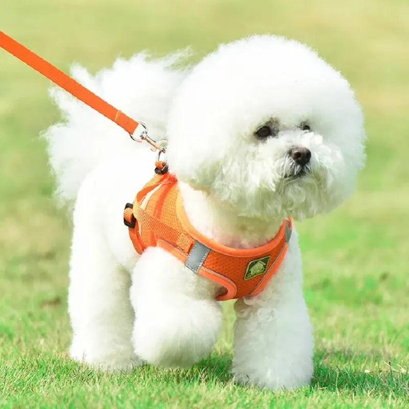 Reflective Cat Harness & Leash Set- Breathable Mesh, Vibrant Colours