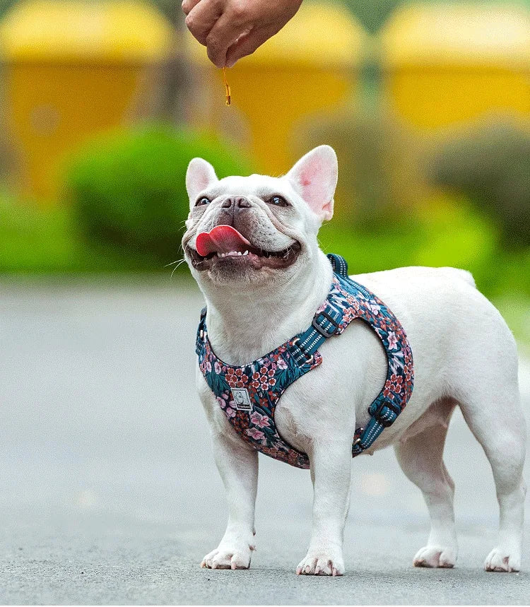 Floral Dog Harness – Stylish, Safe, and Durable for All Breeds