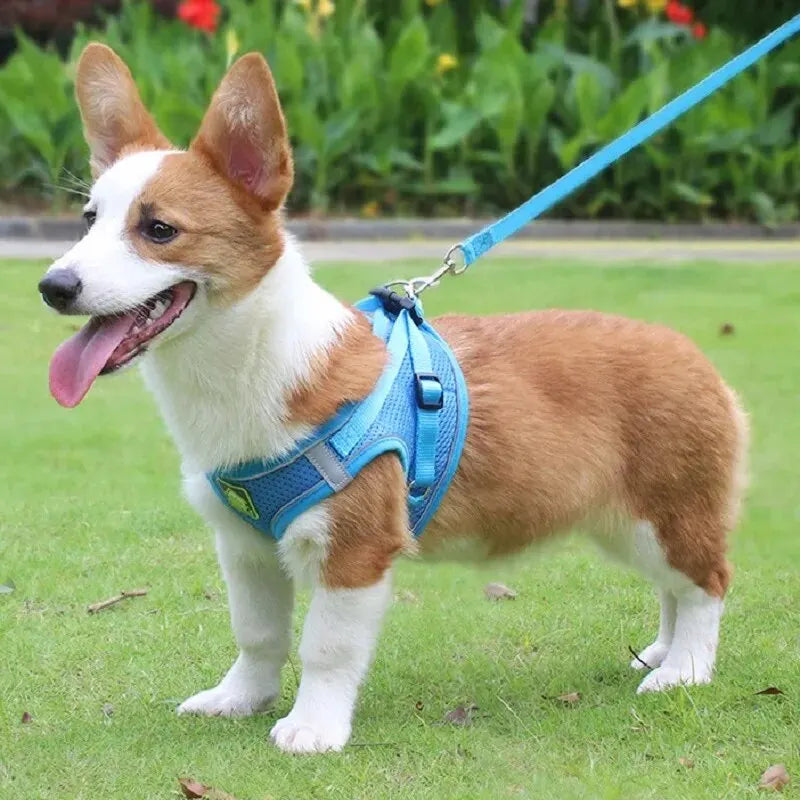 Reflective Cat Harness & Leash Set- Breathable Mesh, Vibrant Colours