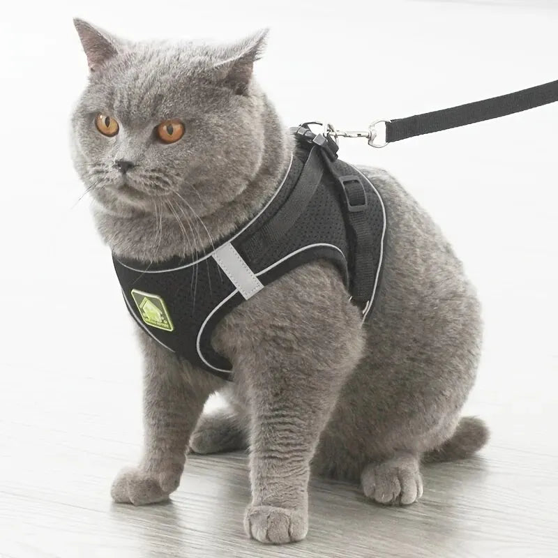 Reflective Cat Harness & Leash Set- Breathable Mesh, Vibrant Colours