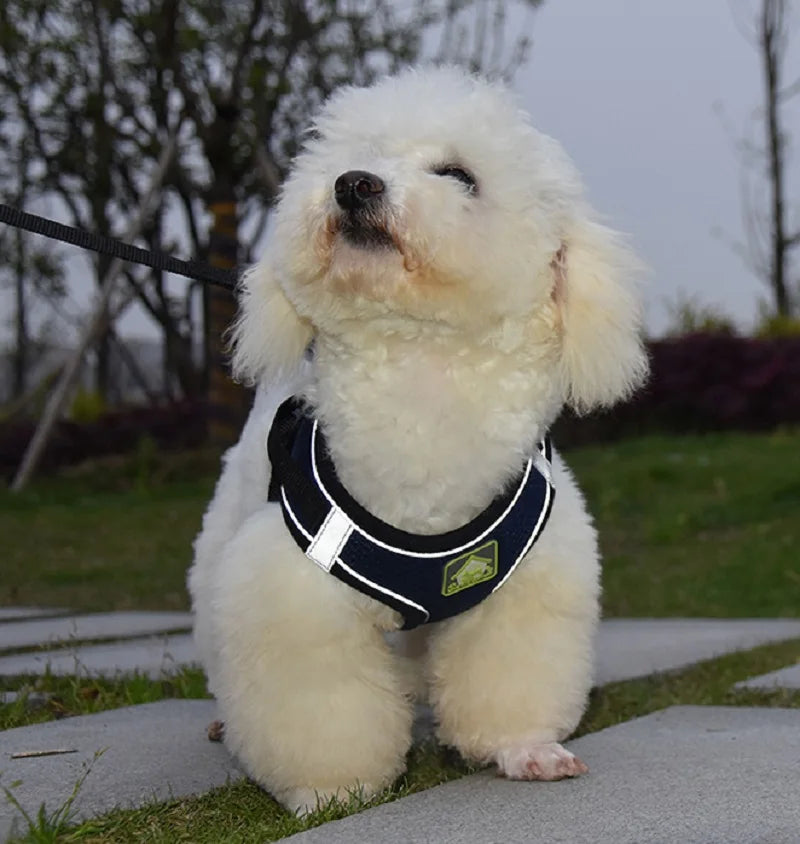 Reflective Cat Harness & Leash Set- Breathable Mesh, Vibrant Colours