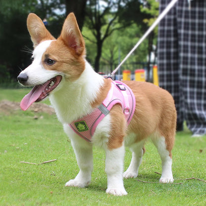 Reflective Cat Harness & Leash Set- Breathable Mesh, Vibrant Colours