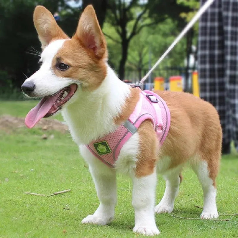 Reflective Cat Harness & Leash Set- Breathable Mesh, Vibrant Colours